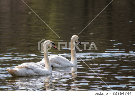 Two graceful white swans swim in the dark water. Two graceful white swans swim in the dark water. 83364744