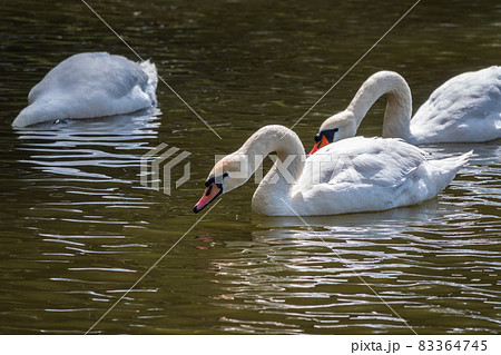 Graceful white Swans swimming in the lake, swans in the wild 83364745