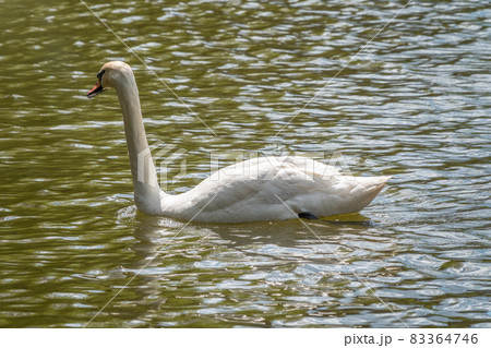 A graceful white swan swimming on a lake with dark green water. The white swan is reflected in the water A graceful white swan swimming on a lake with dark green water. The white swan is reflected in the water 83364746