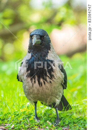Black crow walks on green lawn. Raven on grass. Wild bird on meadow. Black crow walks on green lawn. Raven on grass. Wild bird on meadow. 83364747