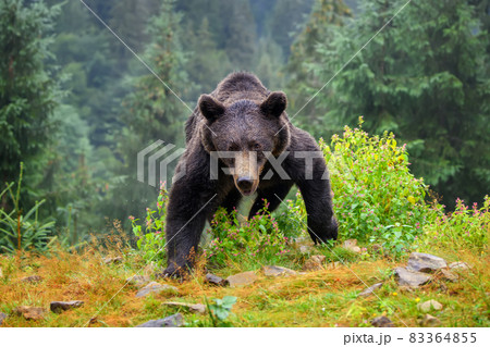Wild Brown Bear (Ursus Arctos) in the autumn forest. Animal in natural habitat 83364855