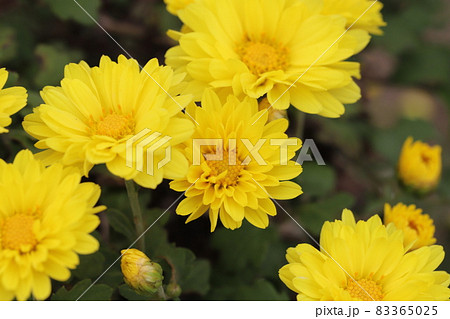 秋の公園に咲くポットマムの黄色い花の写真素材