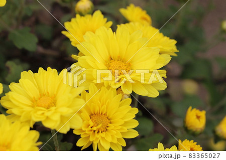 秋の公園に咲くポットマムの黄色い花 秋の公園に咲くポットマムの黄色い花 83365027