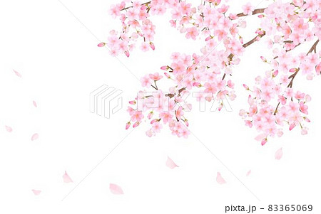美しく華やかな満開の桜の花と花びら舞い散る春の白バック背景ベクター素材イラスト 83365069