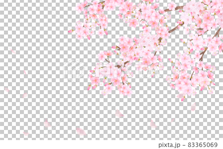 Beautiful and gorgeous cherry blossoms in full bloom and petals fluttering spring white background vector material illustration 83365069