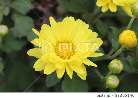 秋の公園に咲くポットマムの黄色い花 秋の公園に咲くポットマムの黄色い花 83365146
