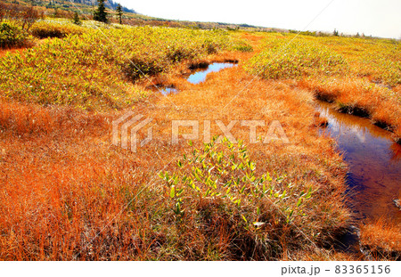 立山弥陀ヶ原　ラムサール条約登録湿地 83365156
