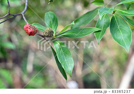 樹木：ヒマラヤヤマボウシ　ミズキ科 83365237