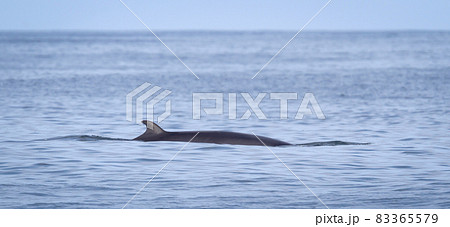 Minke Whale in the Atlantic ocean, near Iceland 83365579