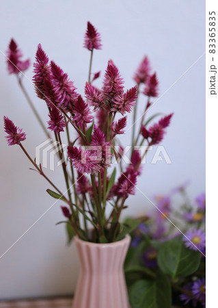 ケイトウの花 83365835