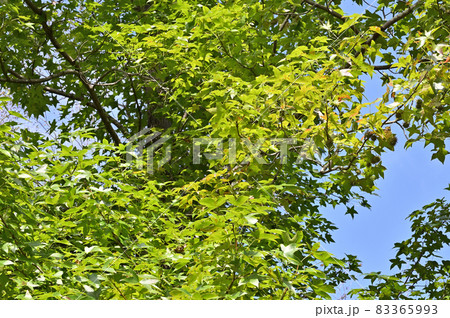 樹木：モミジバフウ　フウ科 83365993