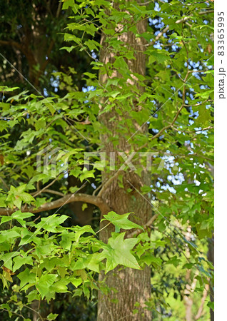 樹木：モミジバフウ　フウ科 83365995