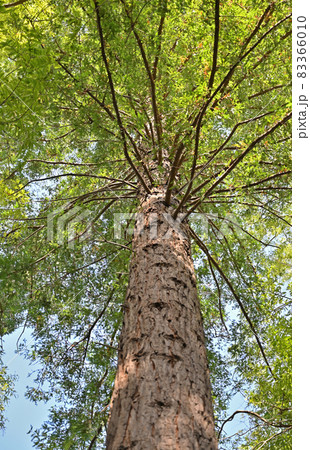 樹木：セコイア　スギ科 83366010