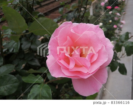 曇りの日の透明感のあるピンク色の薔薇 83366116