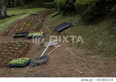 花壇の花植え作業風景 83366219