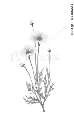 野に咲くコスモス 秋桜 モノトーン【水墨画風水彩】白バック PNGの