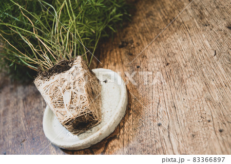 アスパラガス スプレンゲリのプランターの形になった根っこの写真素材 3667