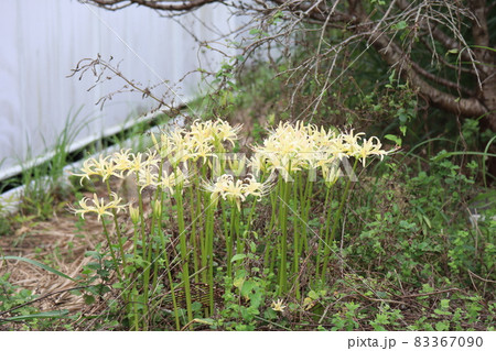 たくさんのクリーム色の彼岸花の咲く風景の写真素材