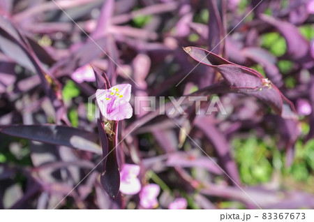 ムラサキゴテンの花 83367673