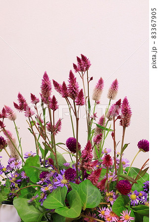 ケイトウの花 ケイトウの花 83367905