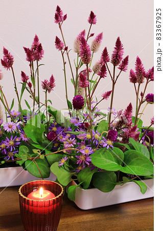 ケイトウの花の写真素材