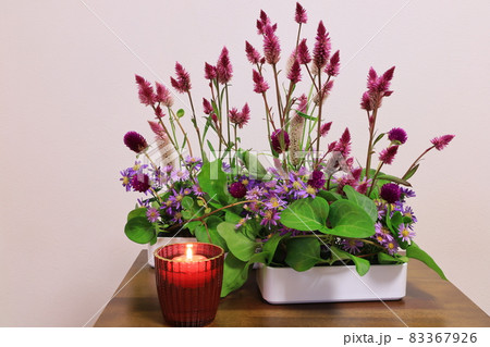 ケイトウの花の写真素材