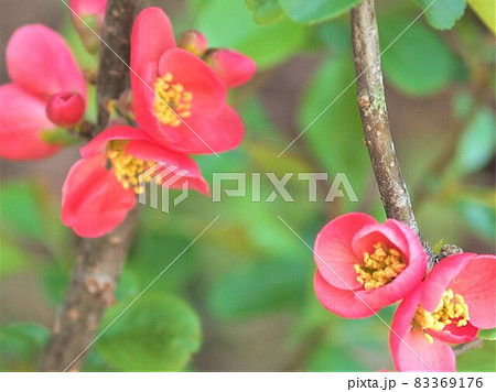 今年も真っ赤なボケの花が咲きました 今年も真っ赤なボケの花が咲きました 83369176