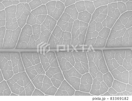 キンモクセイ(金木犀)の葉脈 キンモクセイ(金木犀)の葉脈 83369182