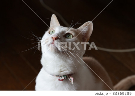 上を見上げるクリーム色の猫 83369289