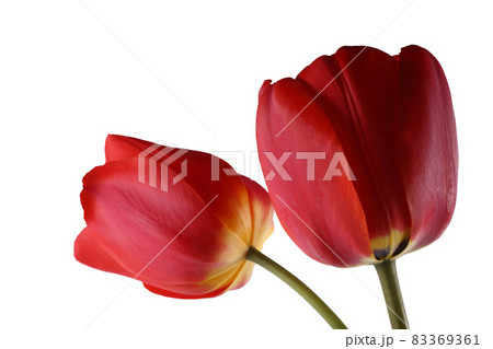 Growing tulips Growing tulips 83369361