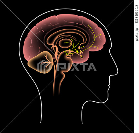Dopamine pathway concept Dopamine pathway concept 83369518
