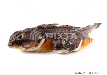 Goby fishes isolated on white Goby fishes isolated on white 83369580