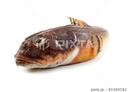Goby fish isolated on white 83369582