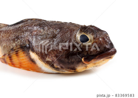 Goby fish isolated on white Goby fish isolated on white 83369583