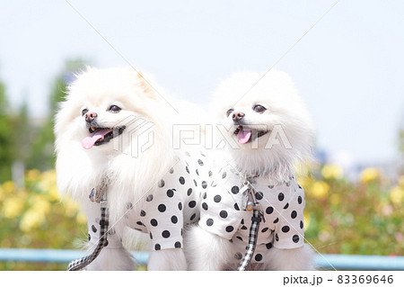 可愛い白いポメラニアンとお花 83369646