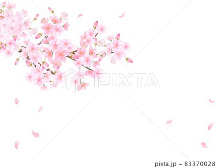 美しく華やかな満開の桜の花と花びら舞い散る春の白バック背景ベクター素材イラストのイラスト素材