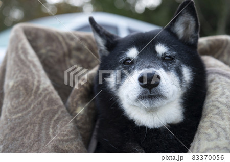 毛布に包まれる黒柴犬 83370056