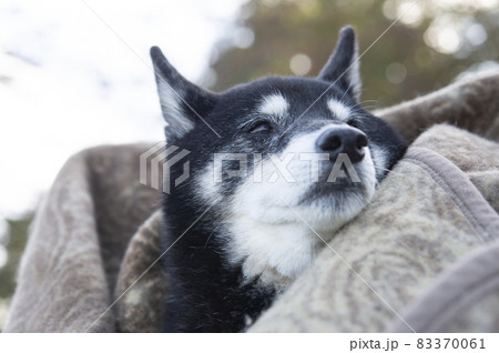 毛布に包まれる黒柴犬 毛布に包まれる黒柴犬 83370061