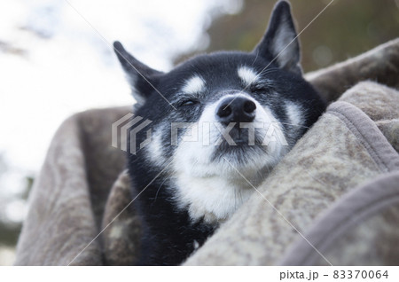毛布に包まれる黒柴犬 毛布に包まれる黒柴犬 83370064