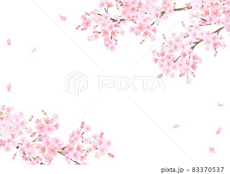 美しく華やかな満開の桜の花と花びら舞い散る春の白バック背景ベクター素材イラスト 83370537