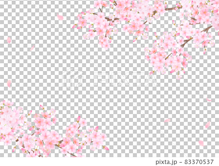 Beautiful and gorgeous cherry blossoms in full bloom and petals fluttering spring white background vector material illustration Beautiful and gorgeous cherry blossoms in full bloom and petals fluttering spring white background vector material illustration 83370537