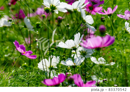 コスモス 83370542