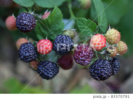 Growing black raspberry. Cumberland 83370791