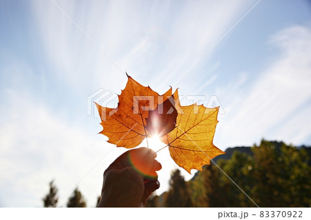 落葉 紅葉 葉 83370922