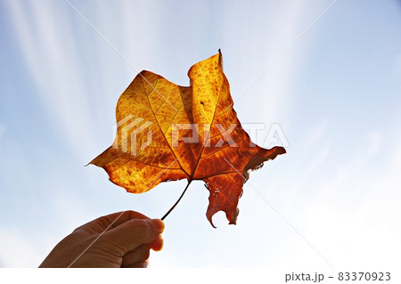 紅葉 葉 葉っぱ 83370923