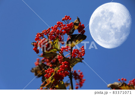 Viburnum and big fantastic Moon 83371071