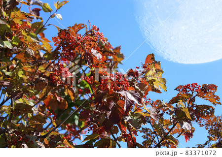 Viburnum and big fantastic Moon 83371072