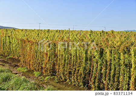 北海道洞爺湖町で収穫間近の長芋畑の風景を撮影 83371134