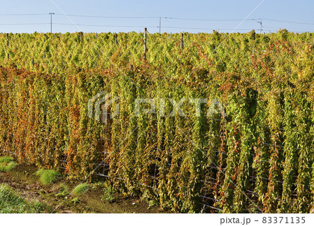 北海道洞爺湖町で収穫間近の長芋畑の風景を撮影 83371135