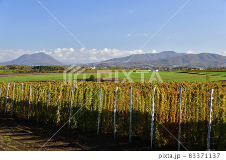 北海道洞爺湖町で収穫間近の長芋畑の風景を撮影 83371137